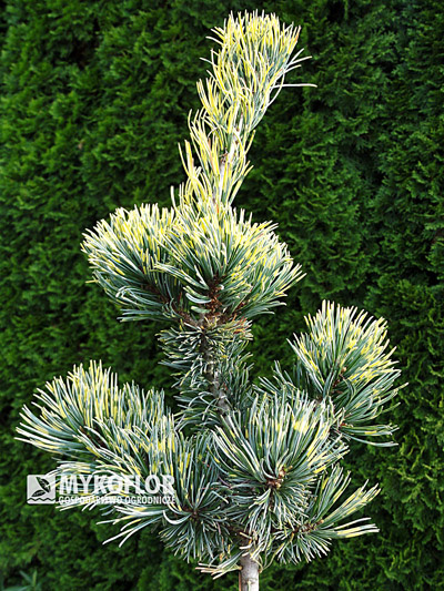 Pinus parviflora Fukai