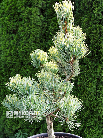 Pinus parviflora Fukai