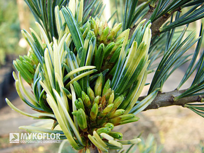 Pinus parviflora Fukai