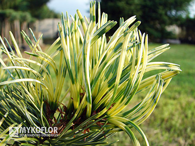 Pinus parviflora Fukai