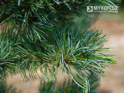 Pinus parviflora ‘Gimborn's Ideal’ – zbliżenie igieł
