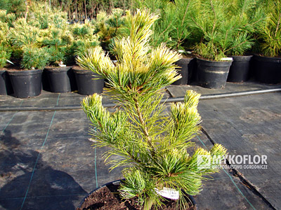 Pinus parviflora Goldilocks