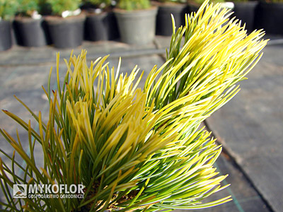 Pinus parviflora Goldilocks