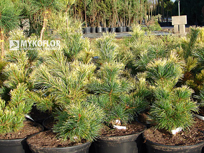 Pinus parviflora Goldilocks