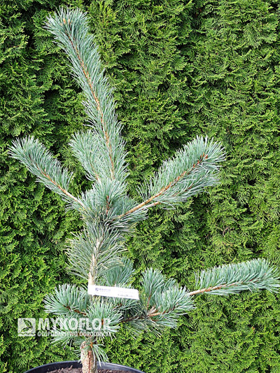 Pinus parviflora Green Monkey