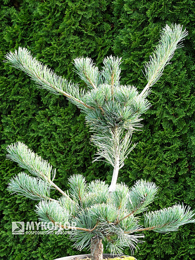 Pinus parviflora Green Monkey