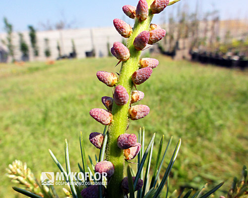 Pinus parviflora Green Monkey