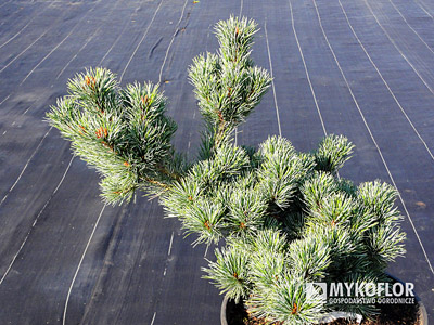 Pinus parviflora Kin-Po