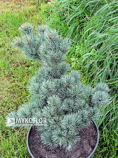 Pinus parviflora Kin-Po