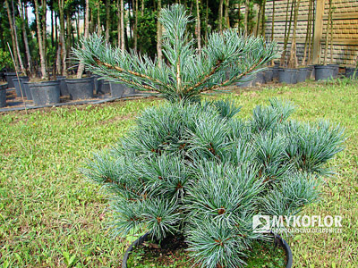 Pinus parviflora Nelliie D.