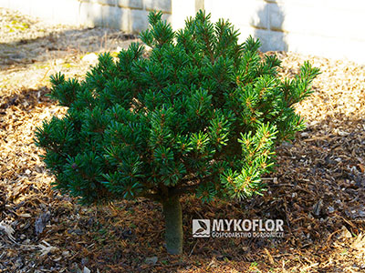 Pinus parviflora ‘Regenhold Broom’