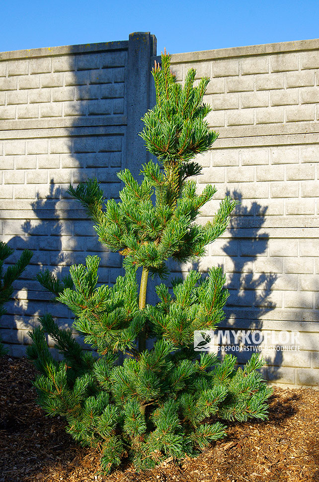 Pinus parviflora ‘Shizukagoten’