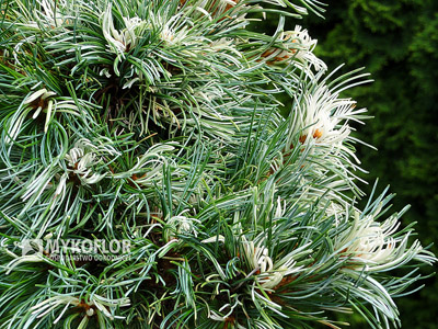 Pinus parviflora Tanima-no-yuki