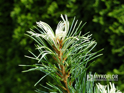 Pinus parviflora Tanima-no-yuki