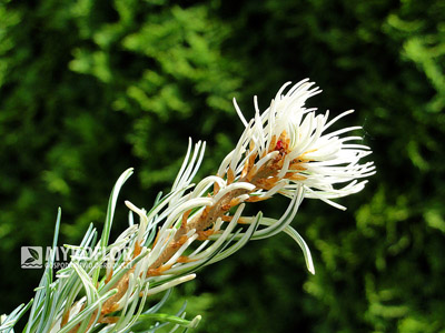 Pinus parviflora Tanima-no-yuki