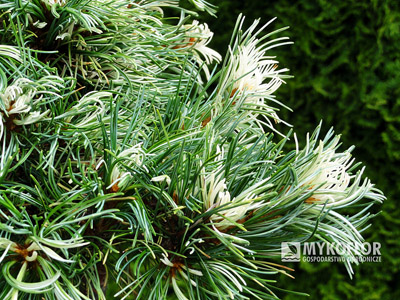 Pinus parviflora Tanima-no-yuki