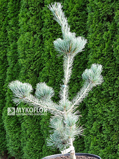 Pinus parviflora Tempelhof