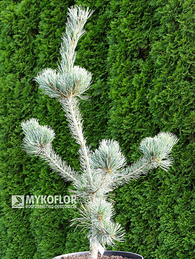 Pinus parviflora Tempelhof