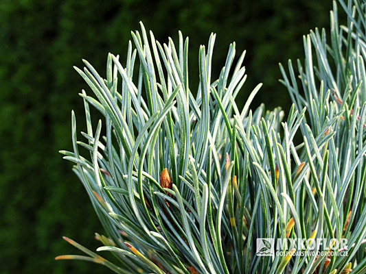 Pinus parviflora Tempelhof