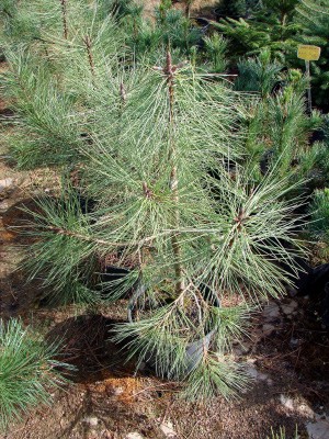 Pinus ponderosa