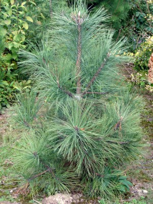 Pinus ponderosa