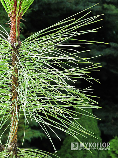 Pinus ponderosa Peňáz – zbliżenie igły