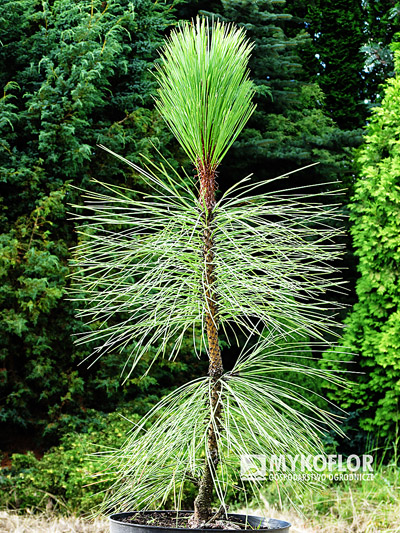 Pinus ponderosa Peňáz