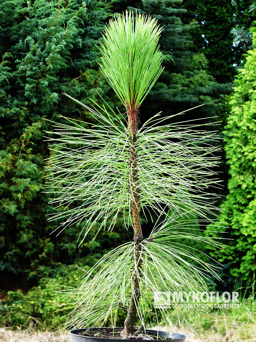 Pinus ponderosa Peňáz