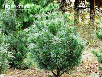 Pinus pumila Glauca
