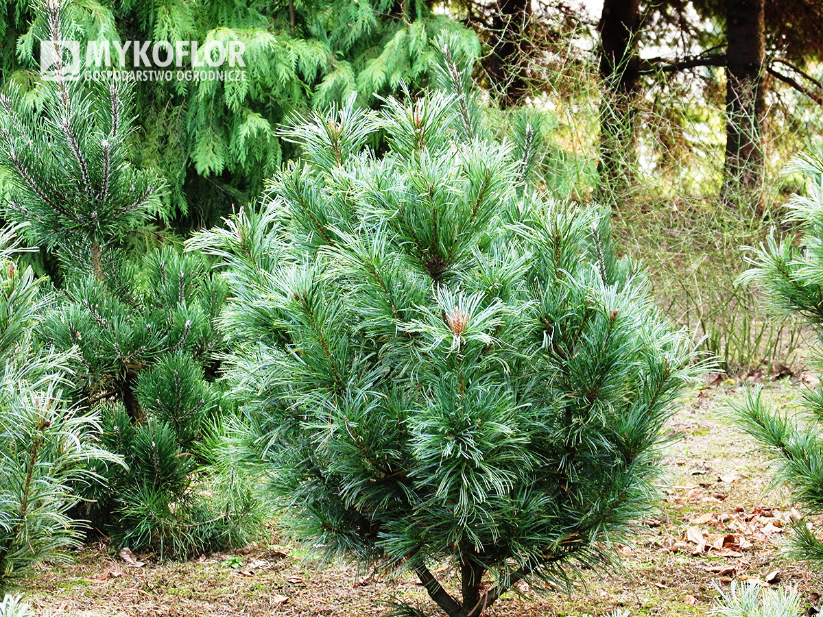 Pinus pumila Glauca