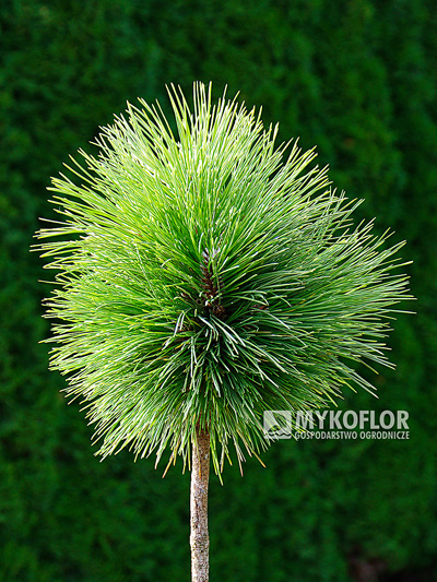 Pinus resinosa Pillnitz – roślina zaszczepiona na pniu