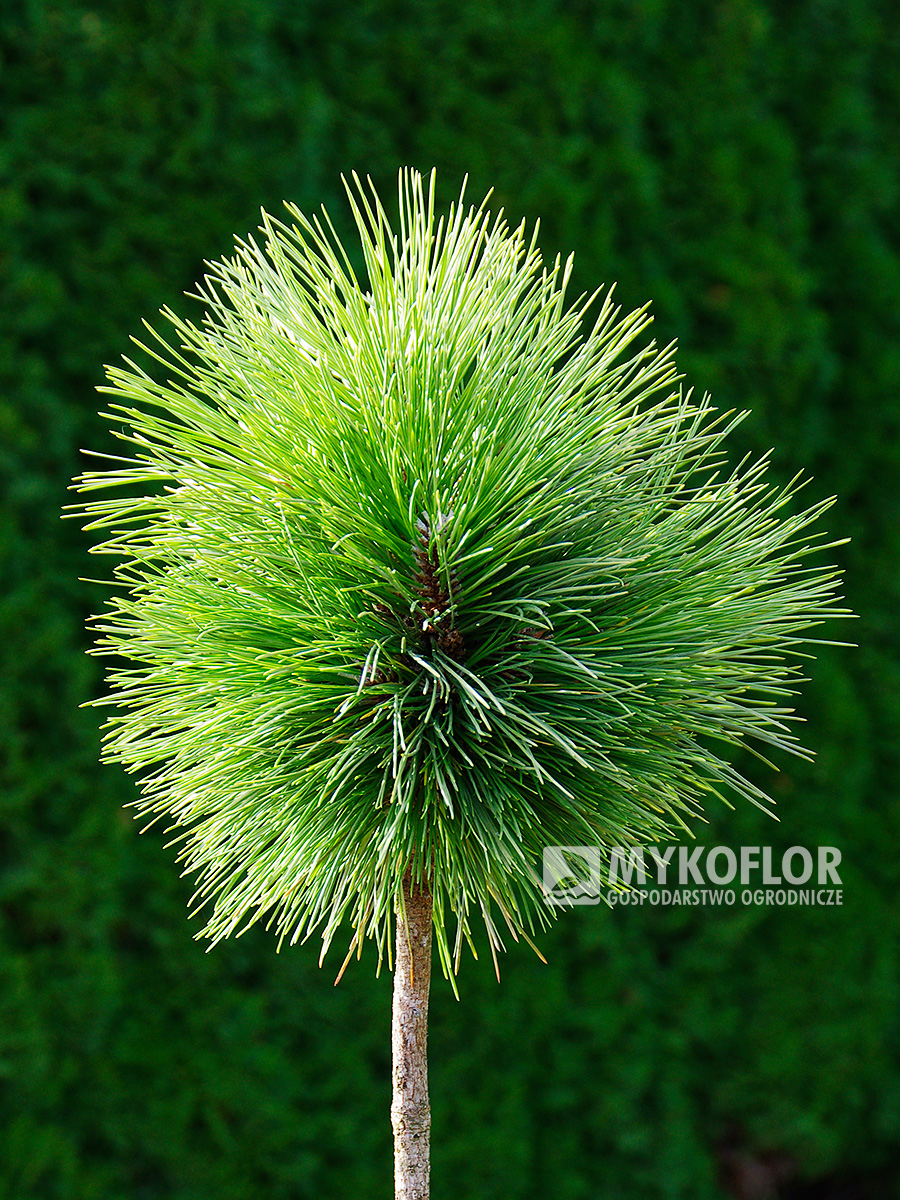 Pinus resinosa Pillnitz – roślina zaszczepiona na pniu