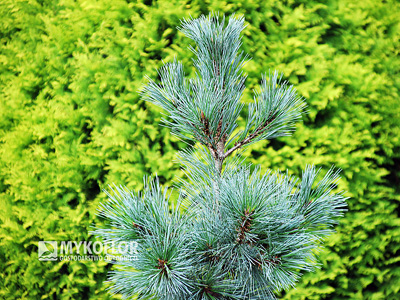 Pinus strobiformis Loma Linda