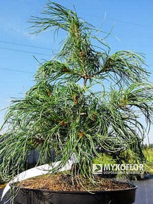 Pinus strobus Contorta