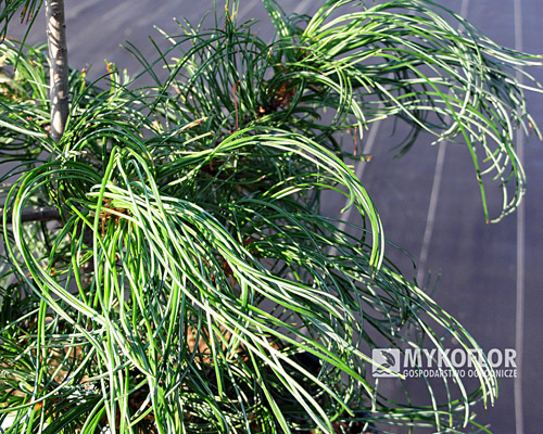 Pinus strobus Contorta