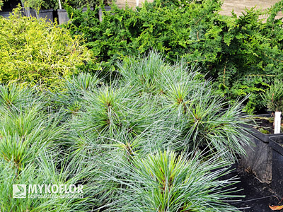 Pinus strobus Brevifolia/Densa