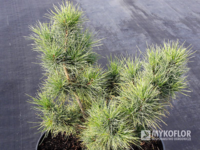 Pinus strobus Diggy