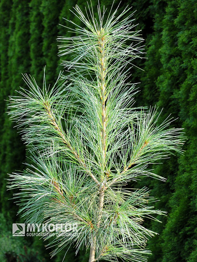 Pinus strobus Fastigiata