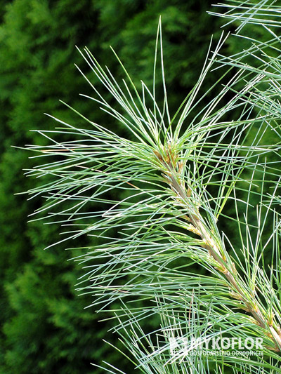 Pinus strobus Fastigiata
