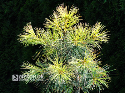 Pinus strobus Golden Candles