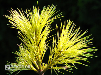 Pinus strobus Golden Candles
