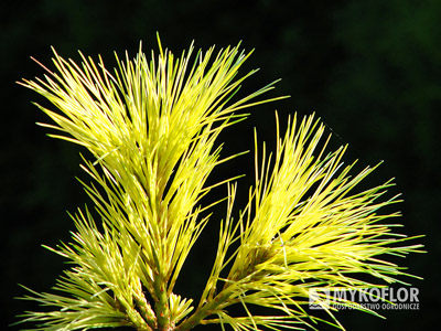 Pinus strobus Golden Candles
