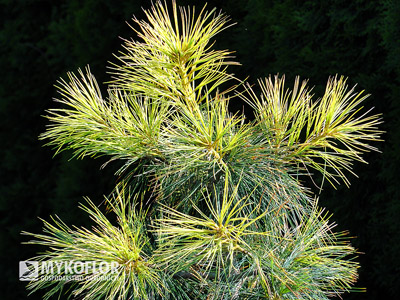 Pinus strobus Golden Candles
