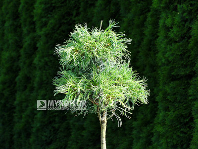 Pinus strobus Green Twist