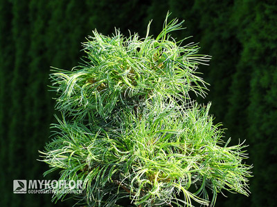 Pinus strobus Green Twist
