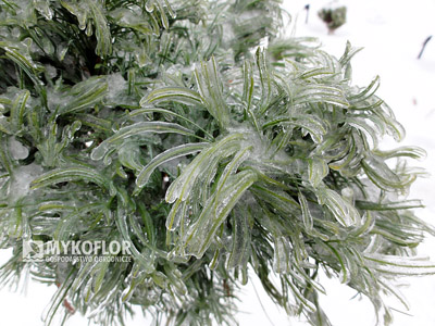 Pinus strobus Green Twist