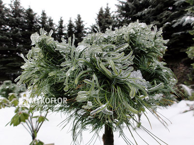 Pinus strobus Green Twist