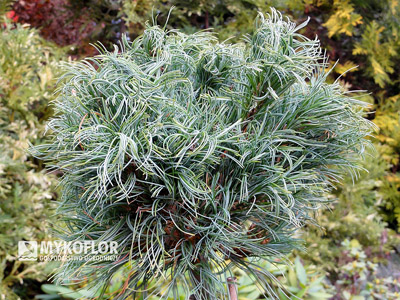 Pinus strobus Green Twist