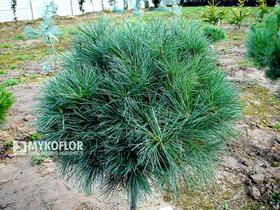 Pinus strobus Greg