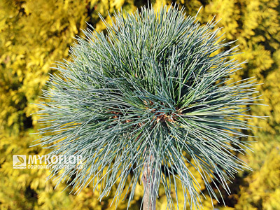 Pinus strobus Greg
